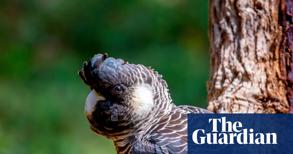 ‘Baudin’s or bauxite?’ Stark warning black cockatoo won’t survive mining expansion | Australian bird of the year 2025