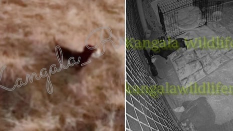 New footage of Valerie, the dachshund missing on Kangaroo Island, shows her sniffing trap – video