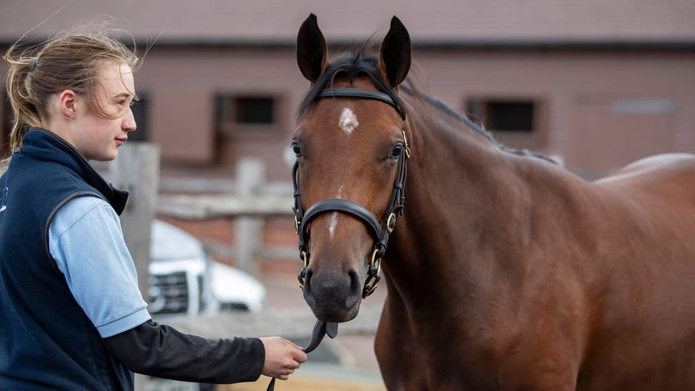 The Frankel half-sister to Battaash ahead of her Book 1 sales date