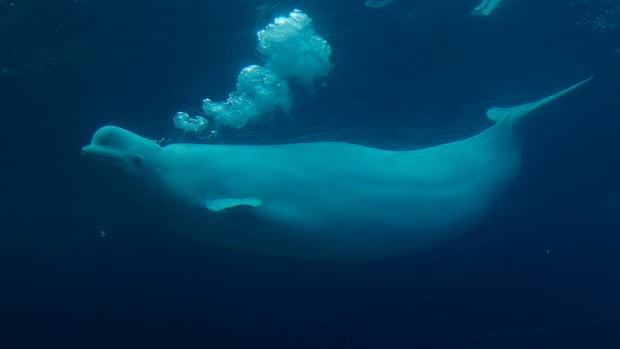Marineland says its belugas shouldn't go to Nova Scotia's Whale Sanctuary Project