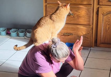 A cat climbs on a person's back.