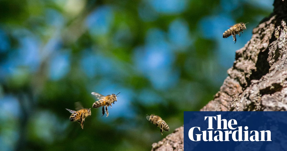 Number of wild bee species at risk of extinction in Europe doubles in 10 years | Bees