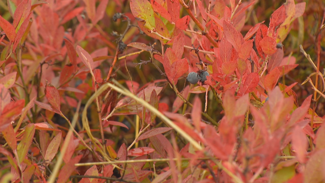 two blueberries on a bush with red leaves