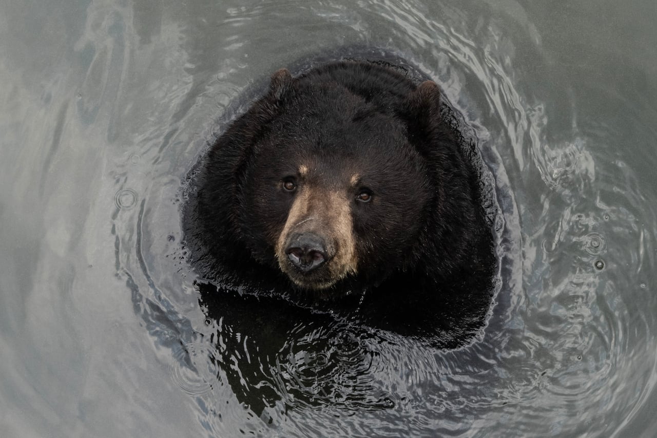bear in water looks up