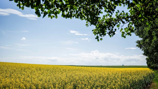 Canada's tariffs on Chinese EVs created '2-front trade war' hurting Prairie canola, pork producers: Kinew