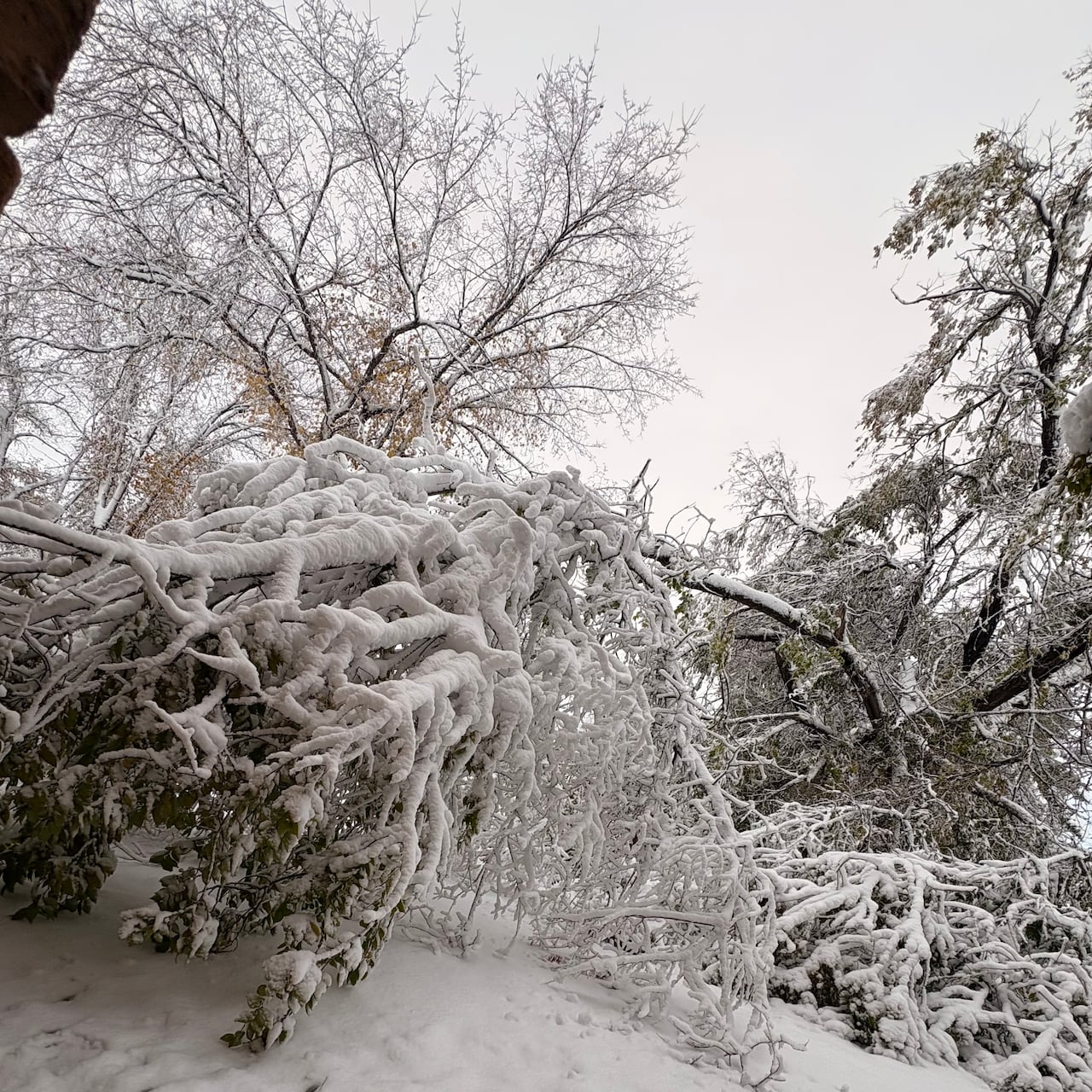 A large tree covered in snow lays on snow-filled grass .