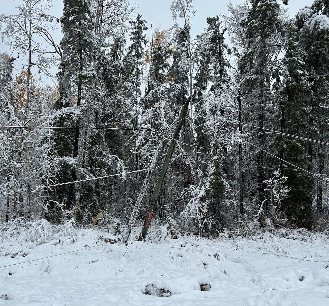 Broken power poles lean against one another near snow-covered trees.