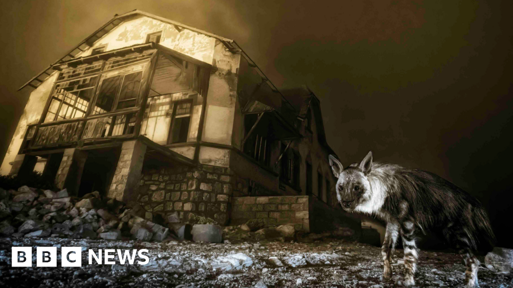 snapping the world's rarest hyena