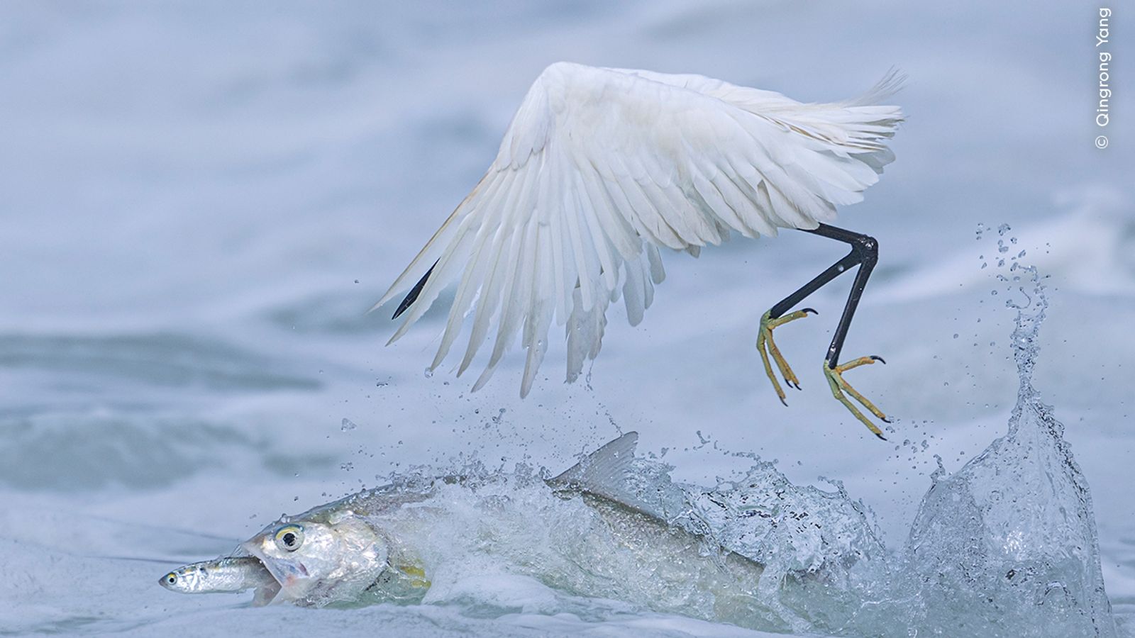 Pic: Qingrong Yang/Wildlife Photographer of the Year