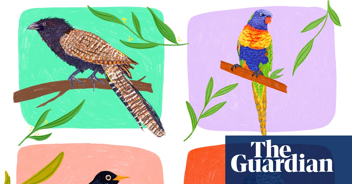 Winner of the Australian bird of the year 2025 to be announced on Guardian live stream | Australian bird of the year 2025