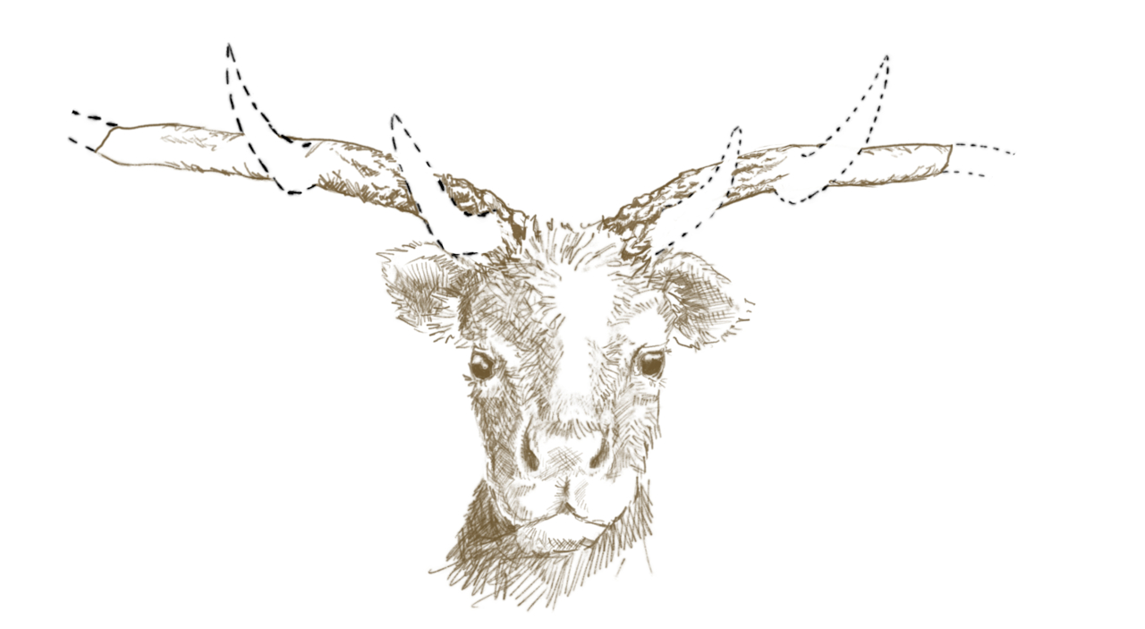 A sketch of a species of deer