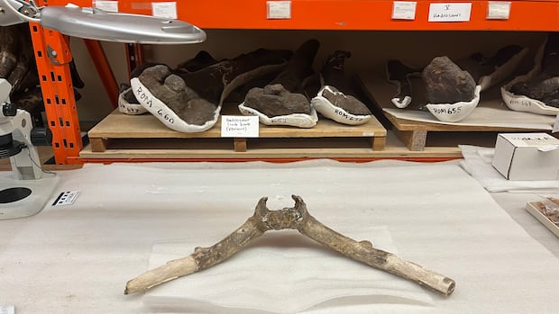 Mysterious deer fossil unearthed near TTC station identified after almost 50 years