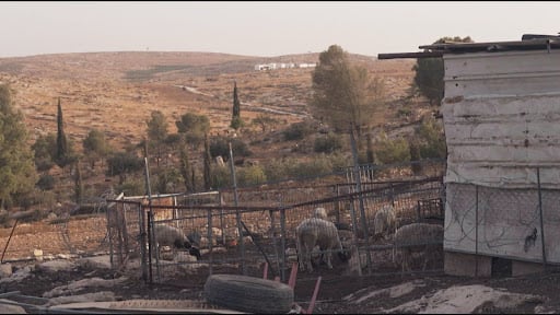 A short metal fence pens in grazing sheep in the farming village of Khirbet Susiya. 