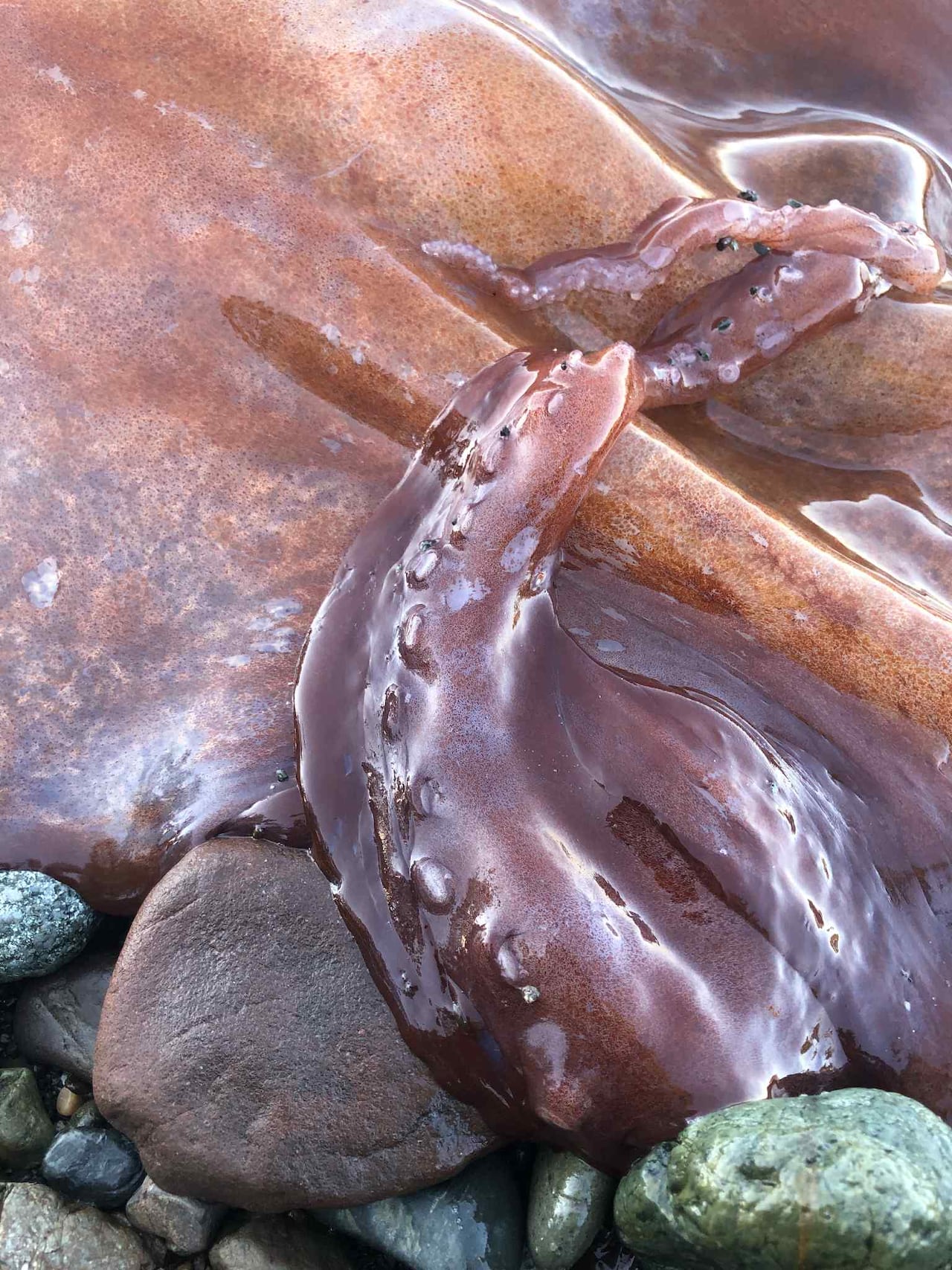 Octopus arms up close