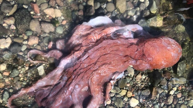 Rare 'septopus' believed to have been found on shore of B.C.'s Pender Island