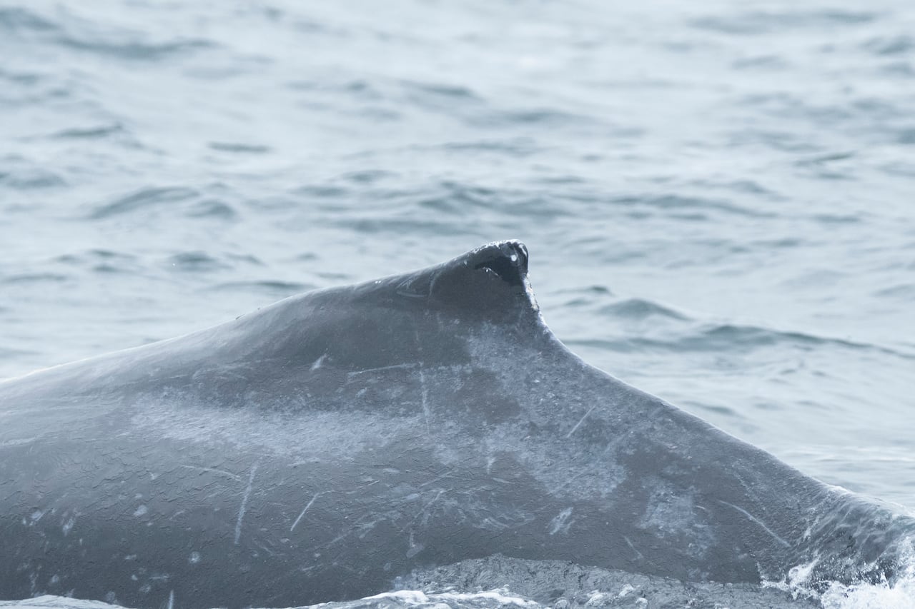 A humpback whale's dorsal fin