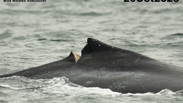 Calf with deep gash identified as humpback struck by ferry off Vancouver