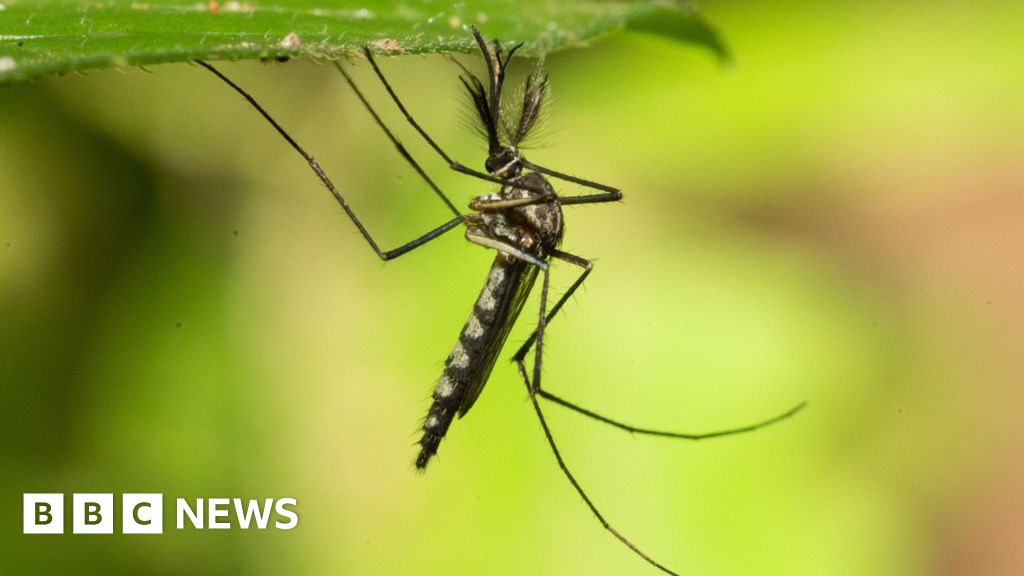 Mosquitoes found in Iceland for first time after record heat