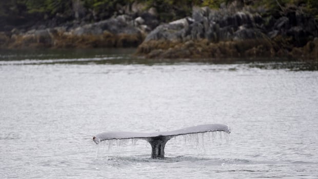 Whale-watching vessel collides with humpback in 'surprise encounter' near Vancouver