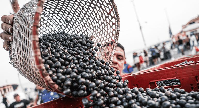 High stakes and high flavour: Indigenous chef brings Amazonian soul to COP30