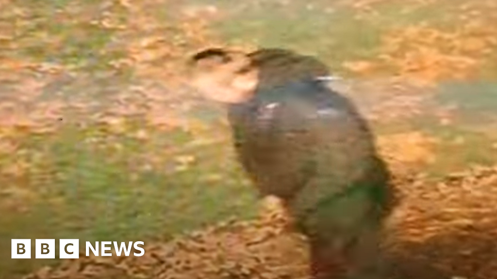 Suspect video released after 'racially aggravated' Walsall rape