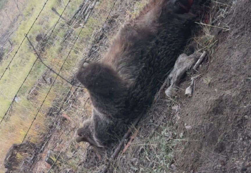 A dead grizzly bear lies on its back on the ground with its paws outstretched.