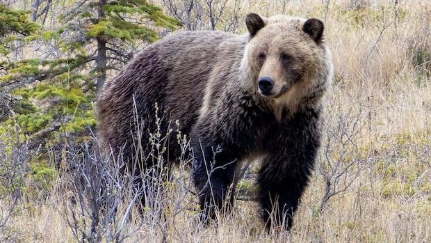 Grizzly killed through Alberta’s new hunting program, province says