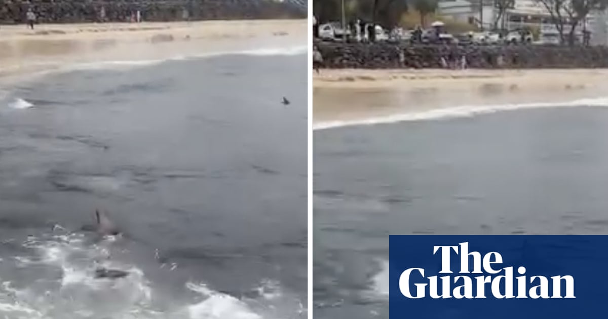 Shark feeding frenzy off popular Australian surf beach captured in chilling footage | Queensland