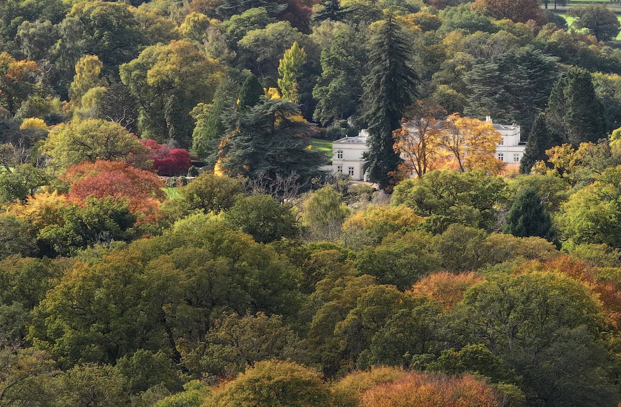 A mansion shrouded by trees