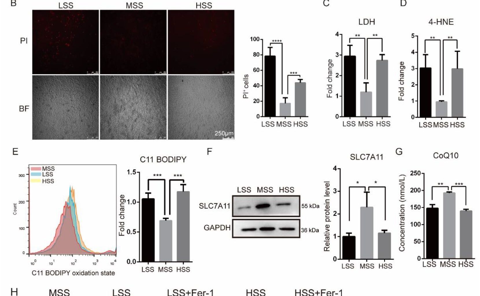 Abnormal shear stress induces ferroptosis in endothelial cells via KLF6 downregulation