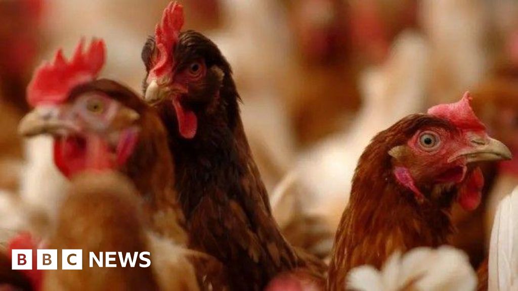 Poultry in Test Valley set to be culled after bird flu confirmed