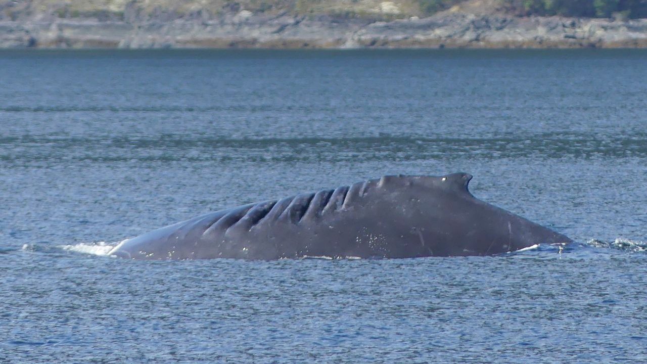 Prince of Whales boat hits humpback whale in 'surprise encounter'