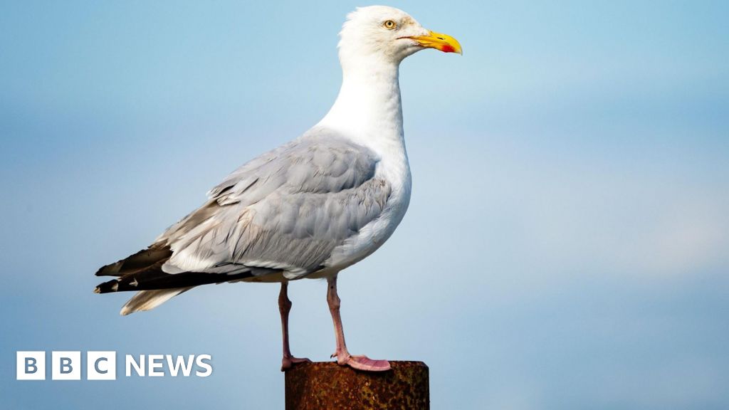 'Waving arms and staring' suggested as ways to scare gulls, MSPs told