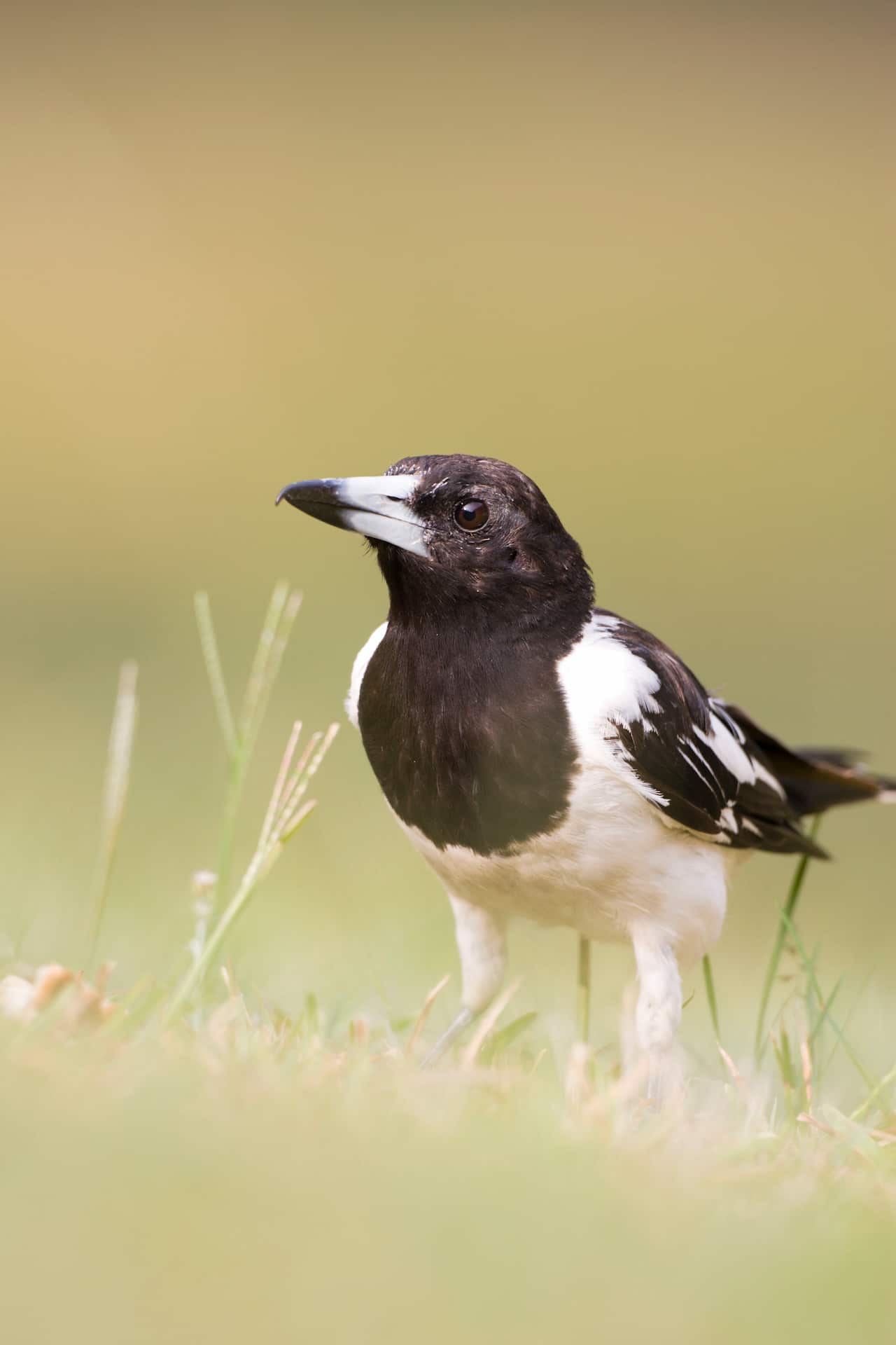 A bird with a white body, black feathers and black head. 