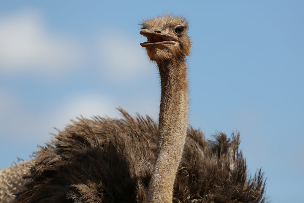 An ostrich is seen at a farm on the outskirts of Havana