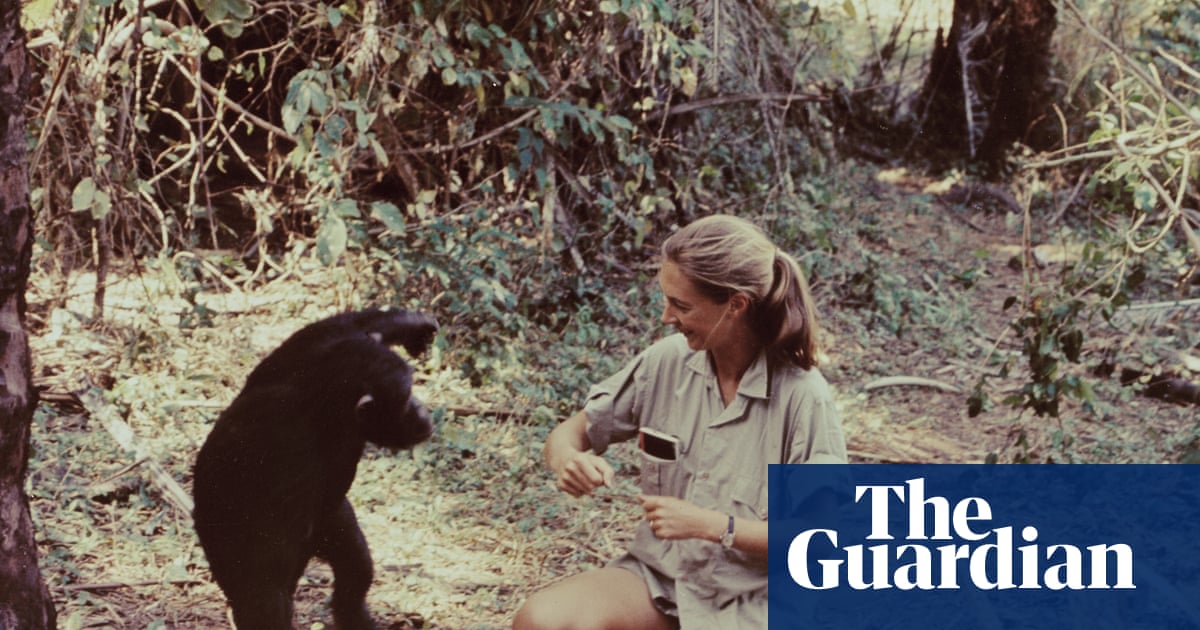 ‘A remarkable ability to inspire’: global tributes pour in for Jane Goodall | Jane Goodall