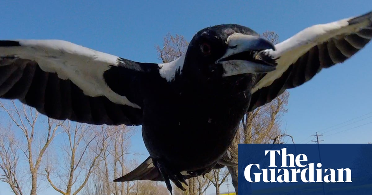 Australia’s magpie swooping season returns with a vengeance – and cyclists are their main targets | Birds