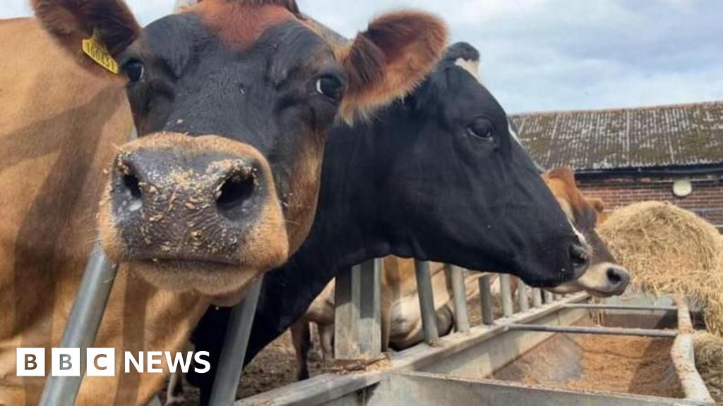 Bluetongue a 'major challenge' to Welsh farming, warns minister