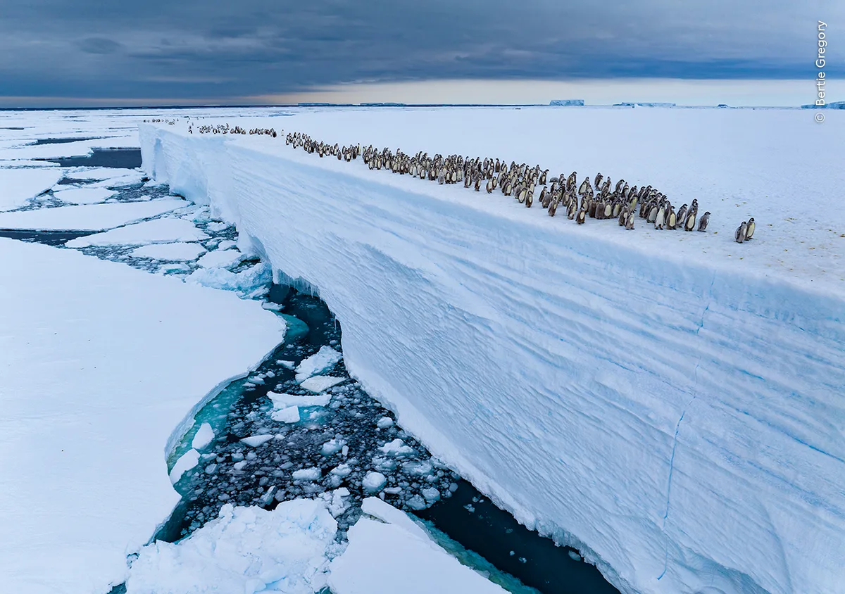 A mass group of emporer penguins walking along an ice ridge line.
