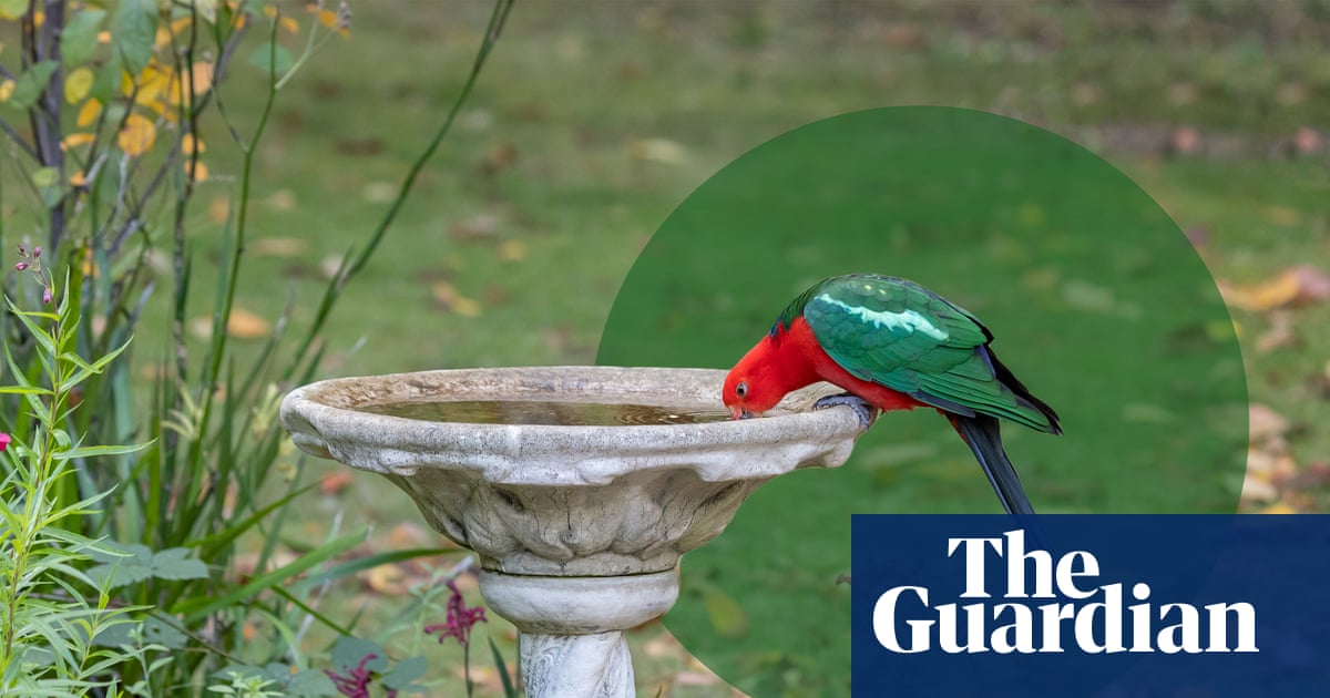 Birds and cities don’t always mix well. But small changes in our behaviour can make a difference | Birds