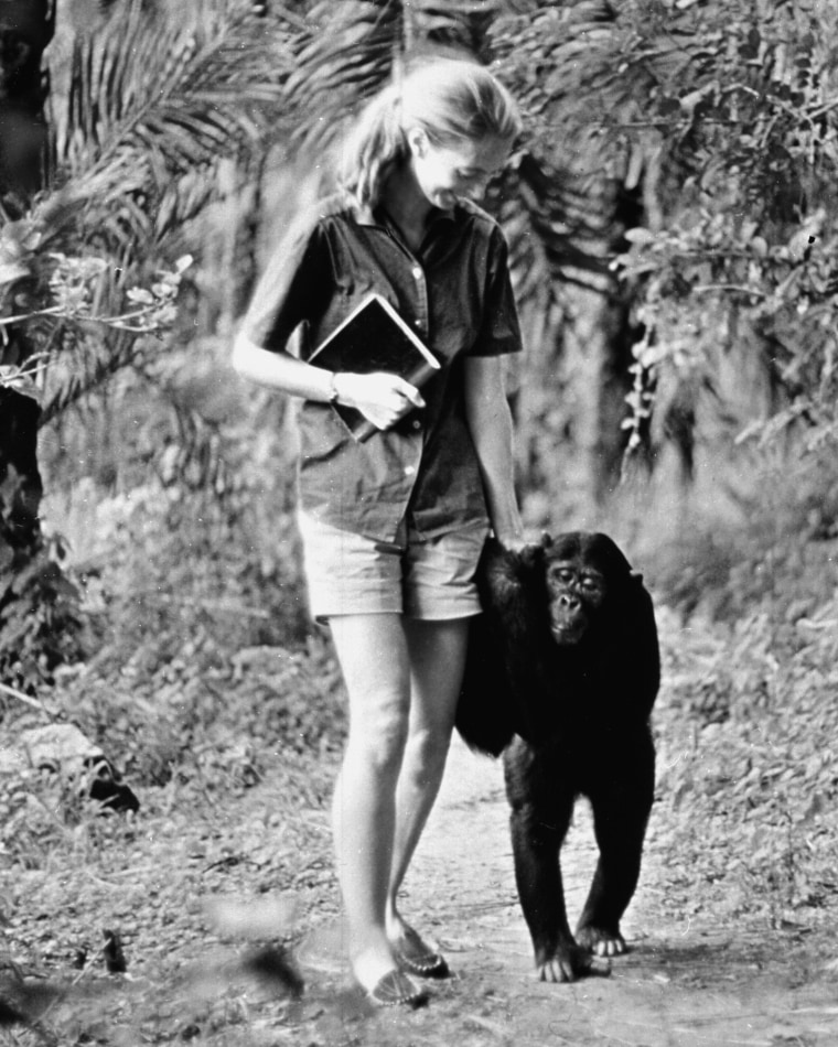 Jane Goodall.