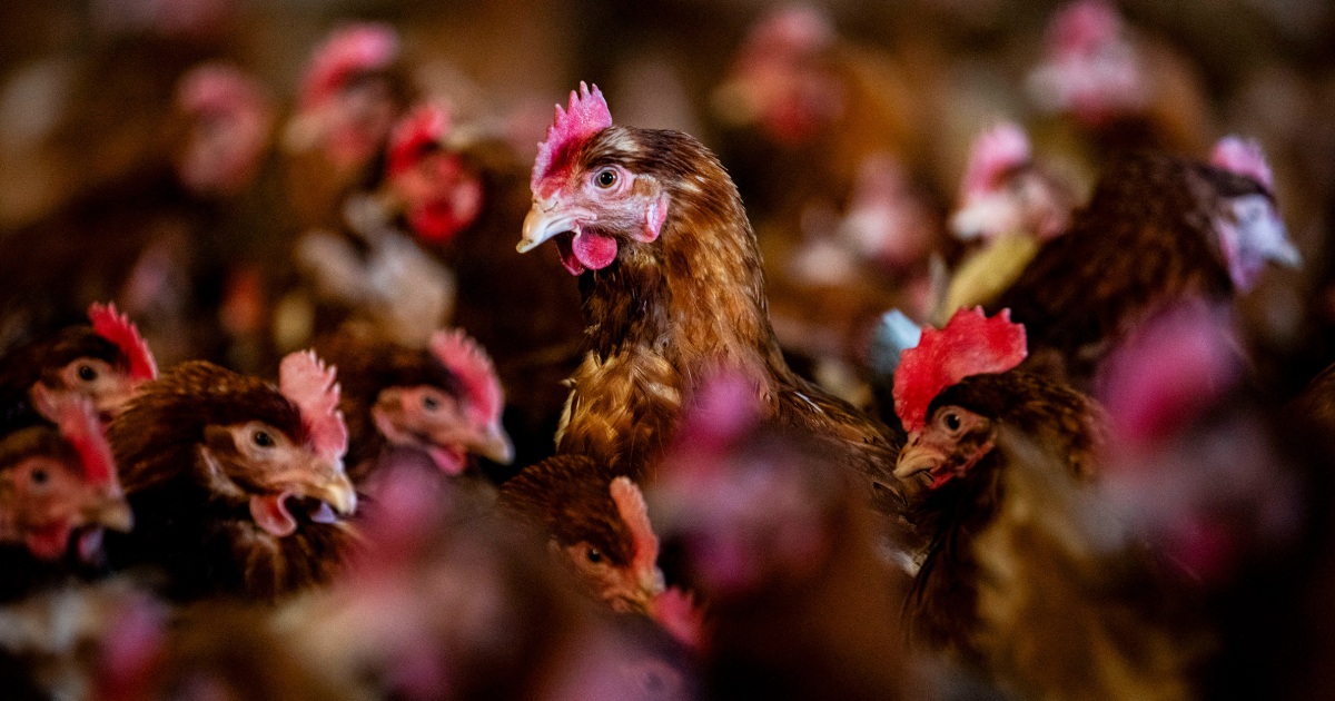 Bird flu cases are spiking again after a summer respite