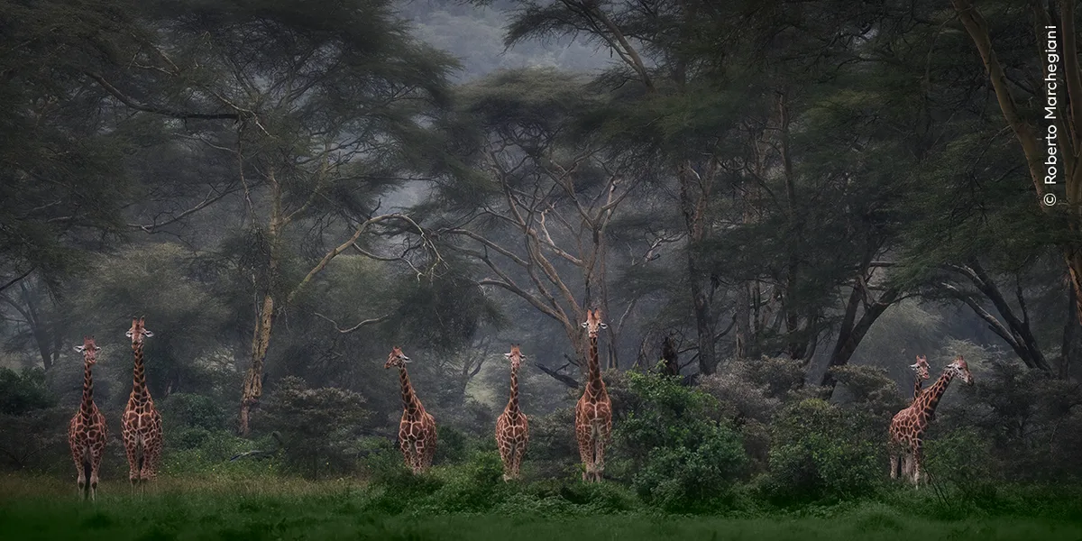 giraffes emerging from a bleak stormy tree line.