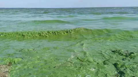 PA Media A wide shot of large, green clumps of blue-green algae in Lough Neagh. The blooms are being washed up on the shore, and the water is visibly green.