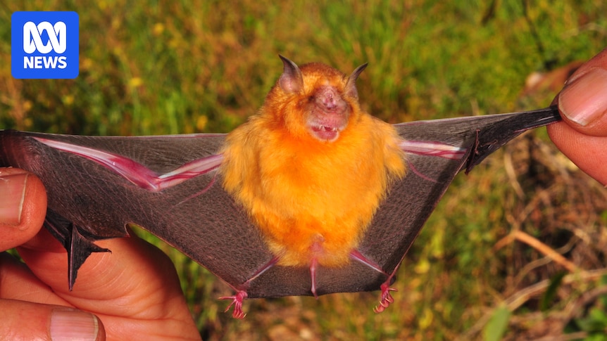 Warning over rare but deadly virus after bat bites Pilbara woman