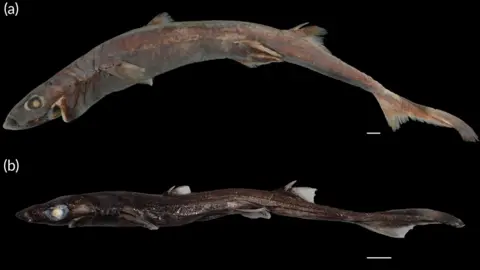 CSIRO Picture of skinny dark-coloured sharks with large white eyes and fins against a black background