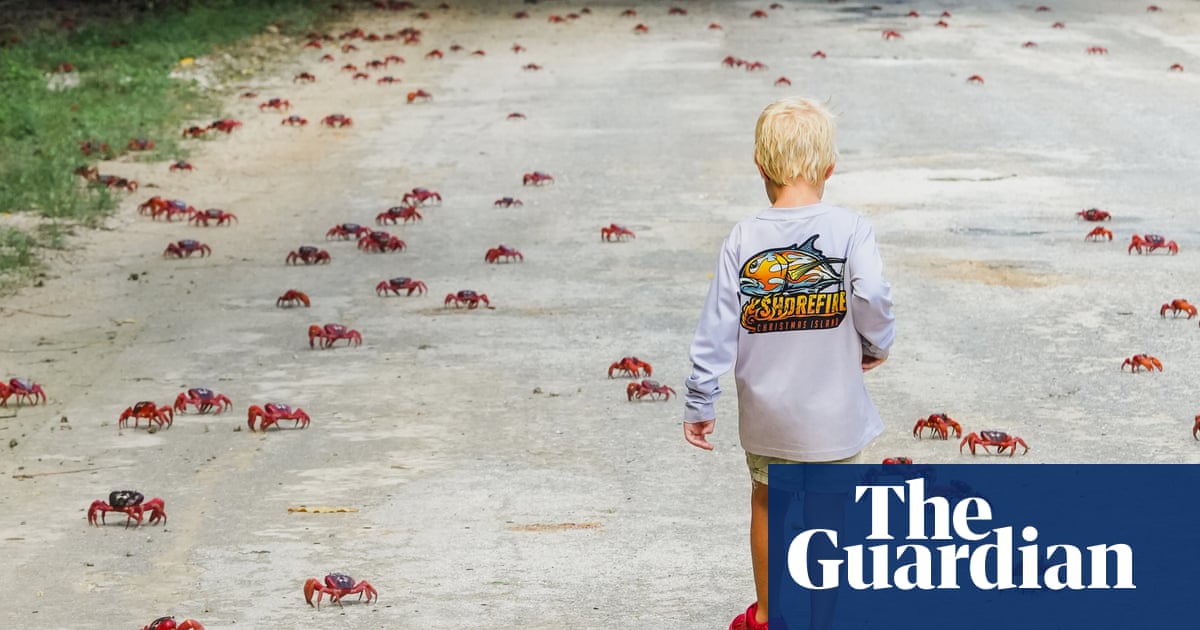 Long time, no sea: more than 100m red crabs migrate on Christmas Island, delighting conservationists | Christmas Island