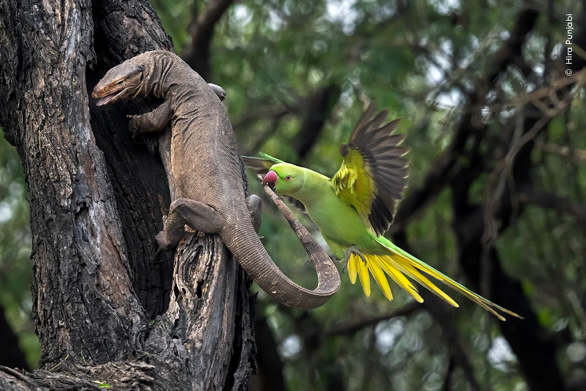 A rose-ringed parakeet biting nip the tail of a Bengal monitor.