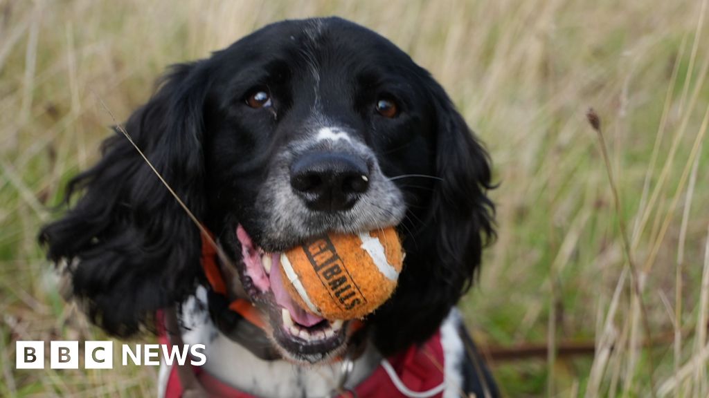 Award-winning Wrexham Spaniel sniffing out wildlife crime