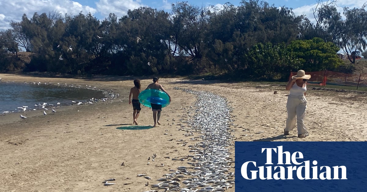 Cause of Gold Coast mass fish kill unknown with marine heatwave most likely culprit, scientists say | Gold Coast